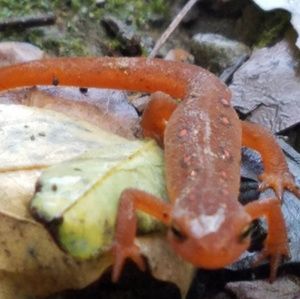 Meet your Posher, Tracey